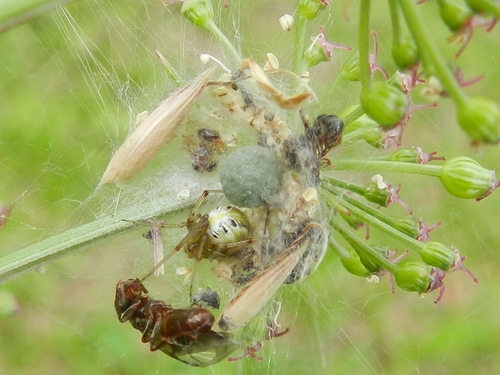 Phylloneta sp.